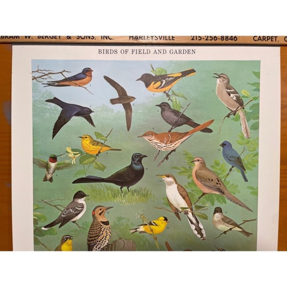 Birds of Field & Garden Print Poster Chart VTG 60s MCM 20x30 Ned Smith PA Game‎